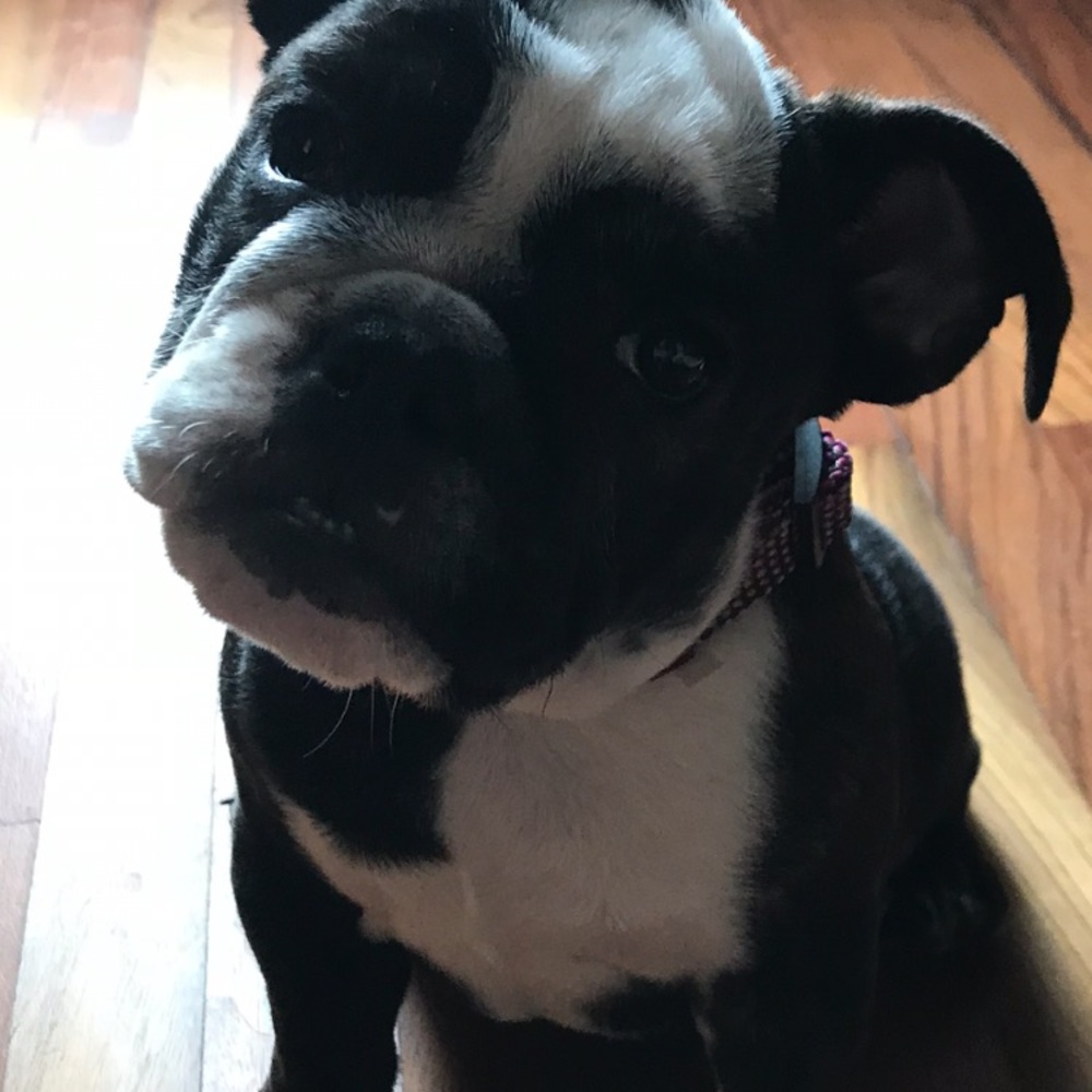 Meet your Posher, Elli